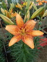 [5094 Longwood No01.JPG]